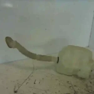 Texto alternativo de la imagen